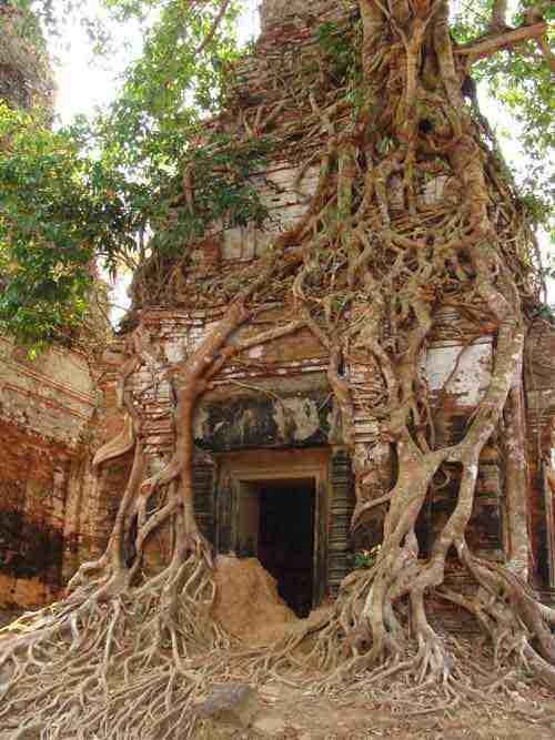 angkortempletree